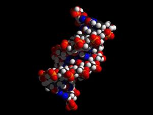 complete DNA sequence