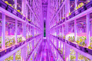 indoor vertical farming