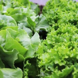 leafy greens indoor vertical farming