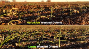 laser weeding robots increase in crop yield and quality