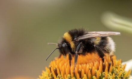 The Alarming Decline In Bee Populations – Factors and Consequences