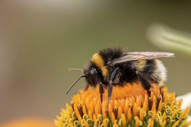 alarming decline in bee populations