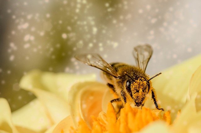 bees principal pollinators of flowering plants