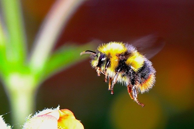 wild native bee species